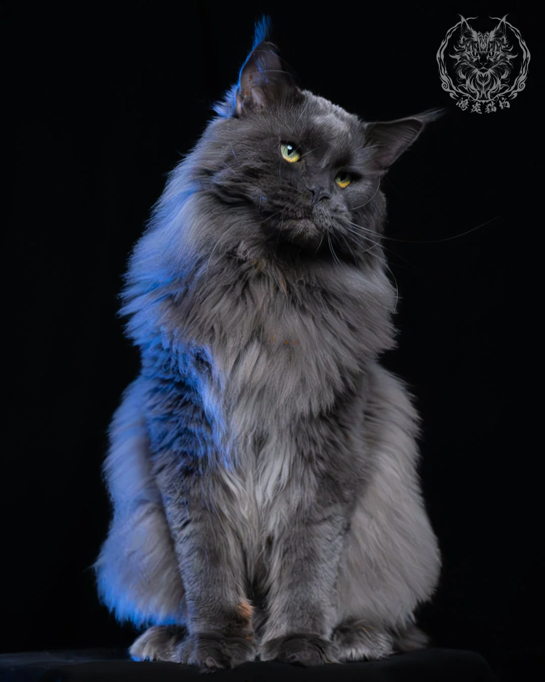 藍煙燻緬因貓 11