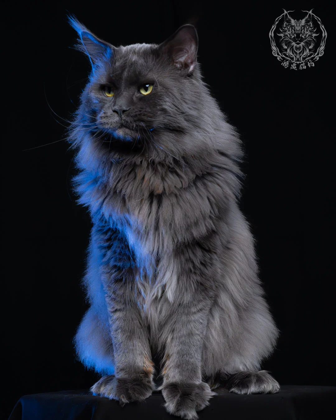 藍煙燻緬因貓 15