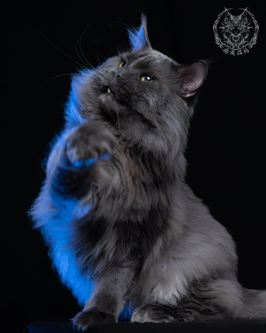 藍煙燻緬因貓 13