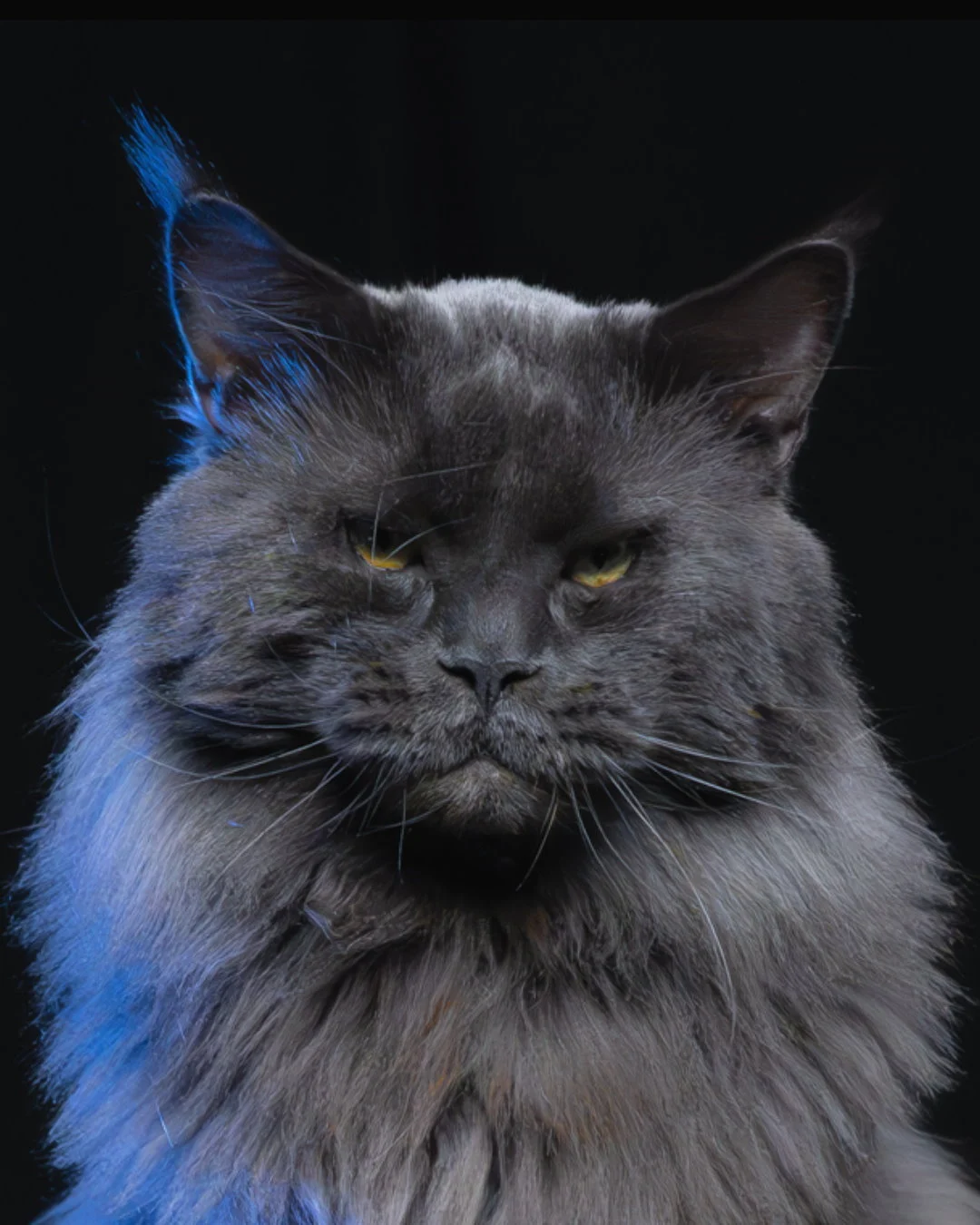 藍煙燻緬因貓