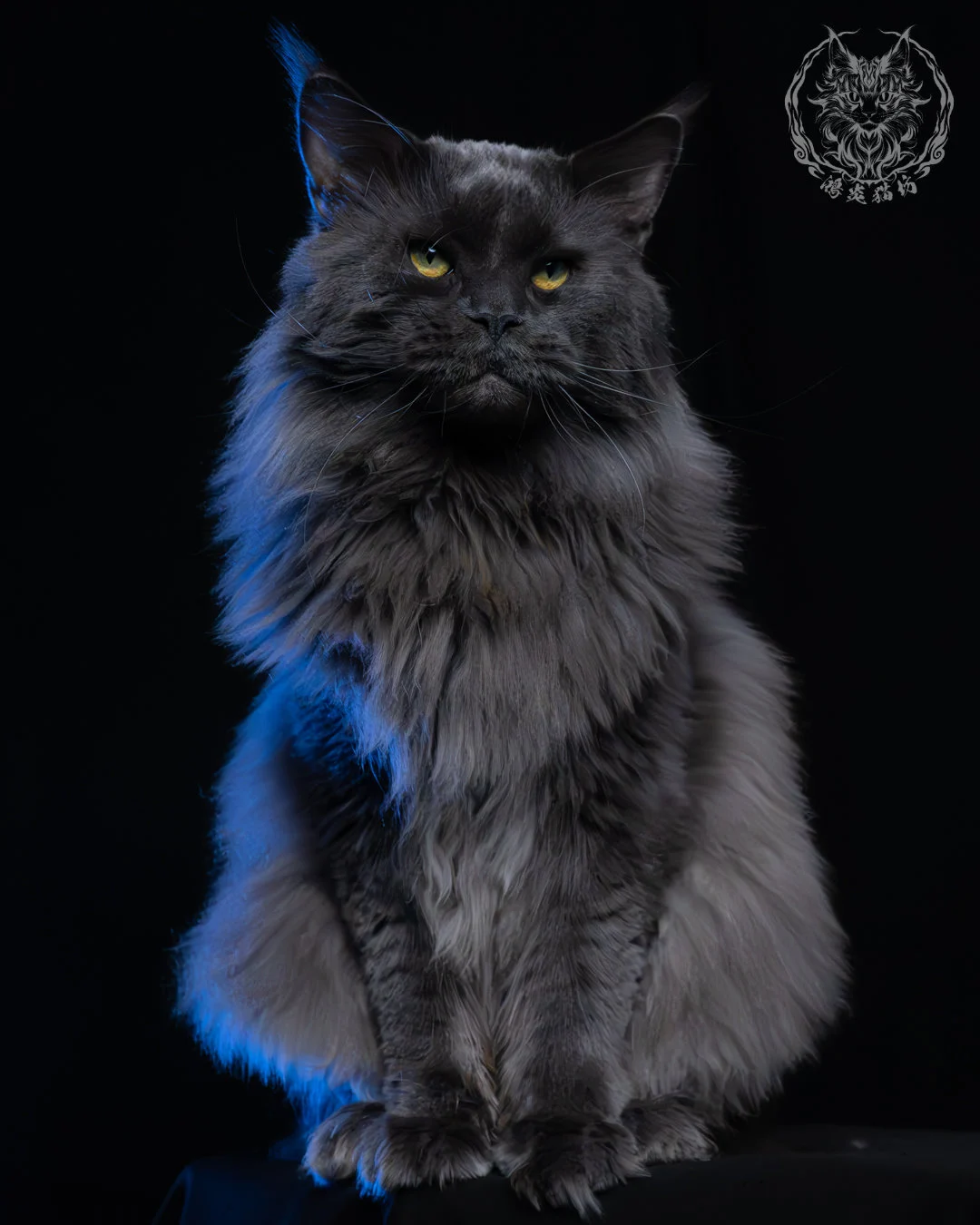 藍煙燻緬因貓 1