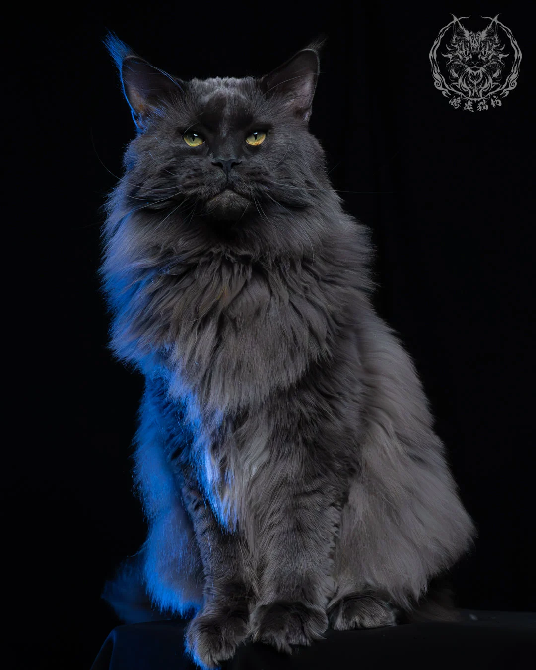 藍煙燻緬因貓 3