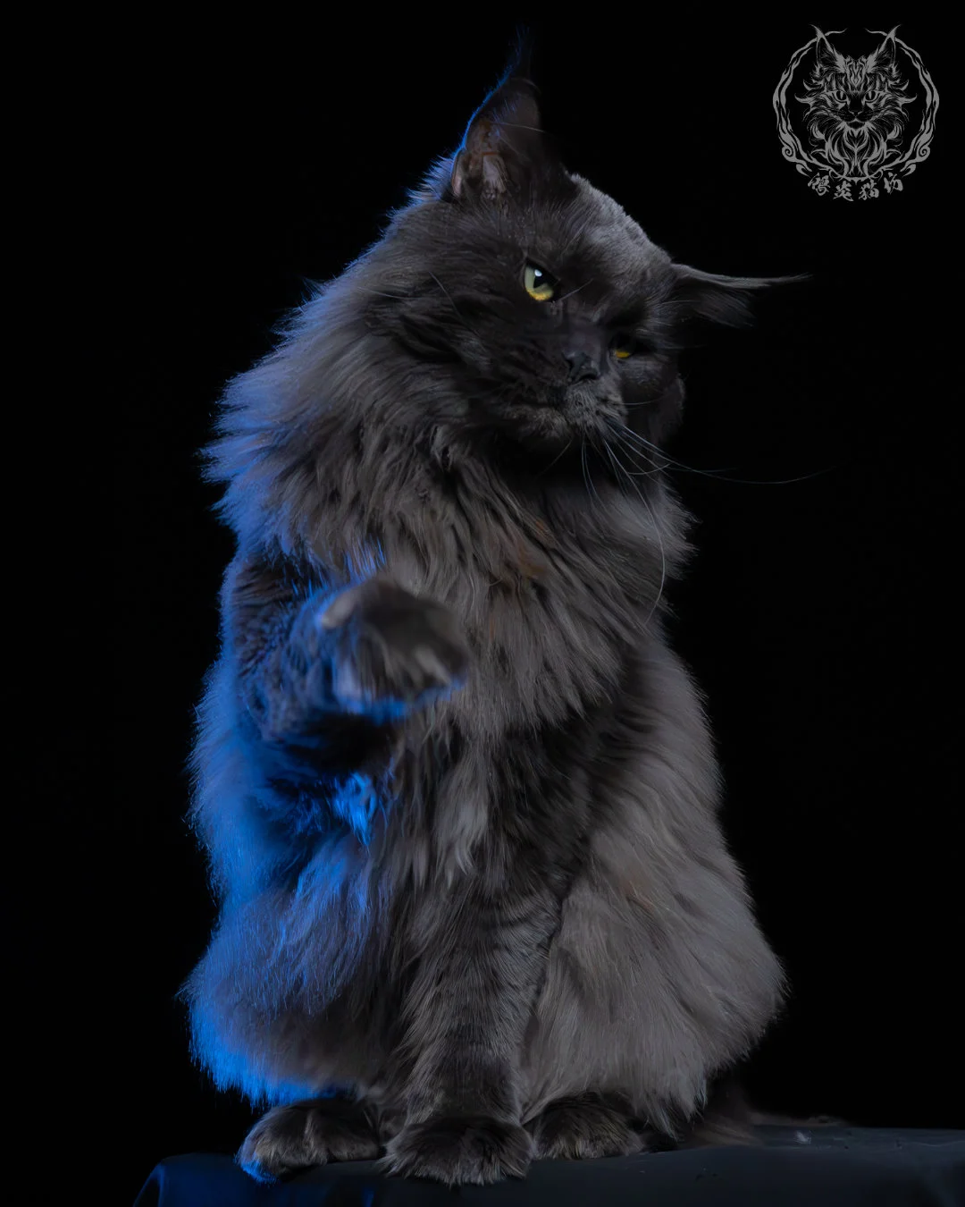 藍煙燻緬因貓 4