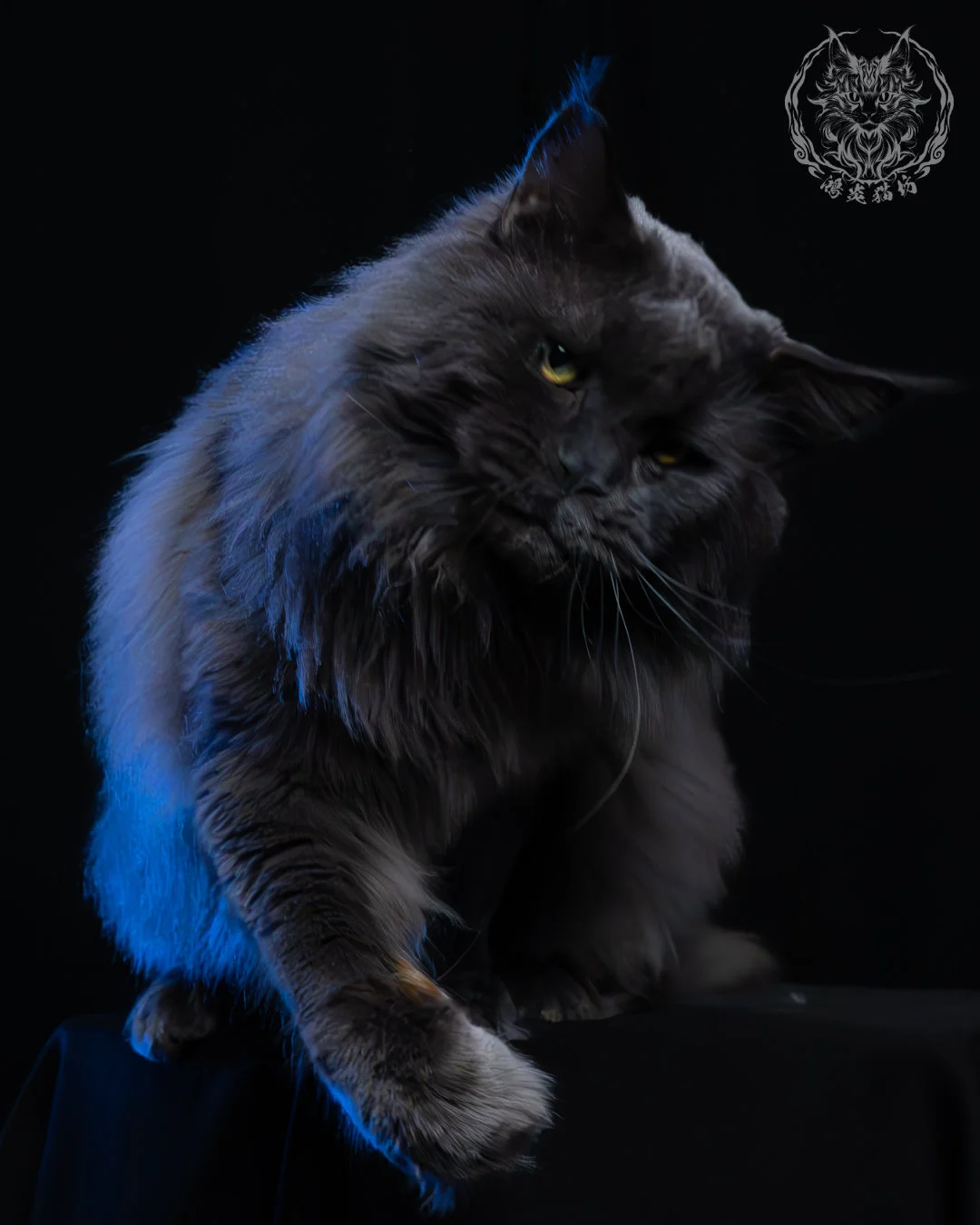 藍煙燻緬因貓 6