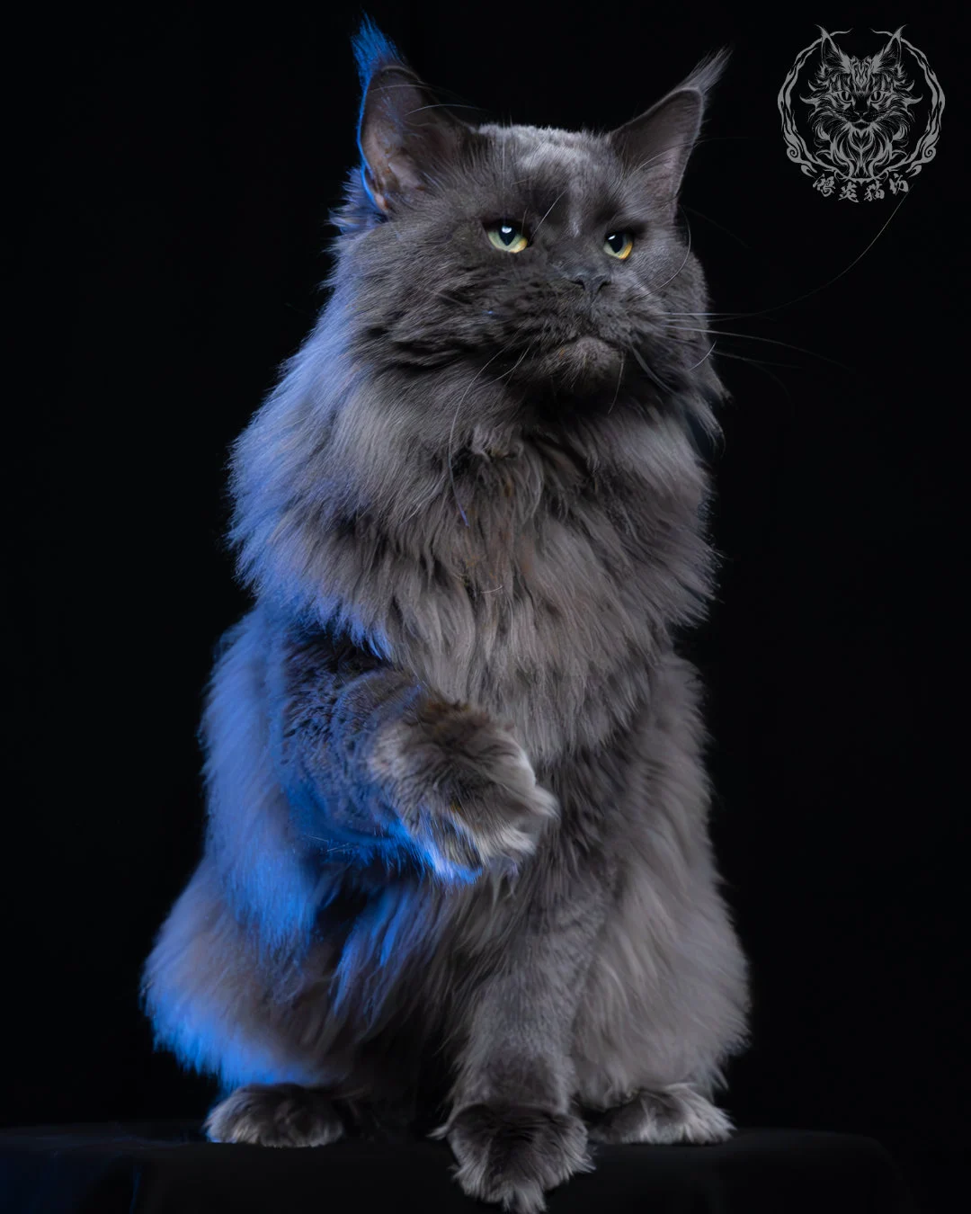 藍煙燻緬因貓 10