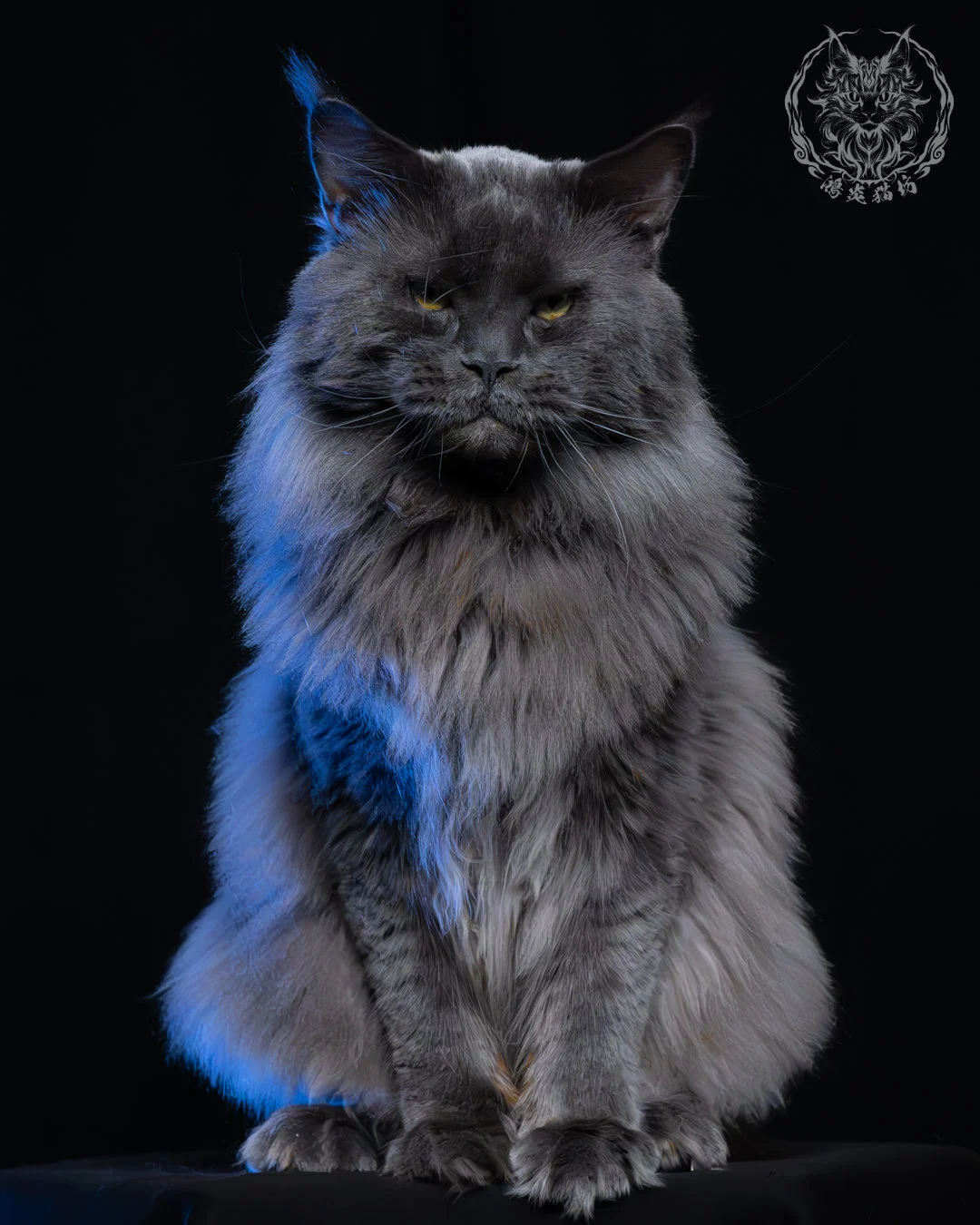 藍煙燻緬因貓 8