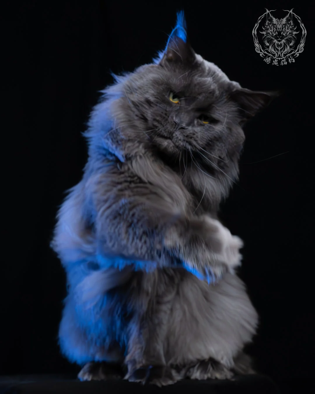 藍煙燻緬因貓 12