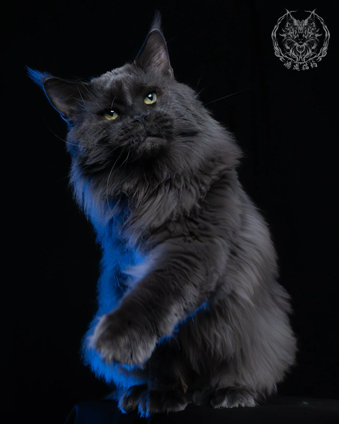 藍煙燻緬因貓 2