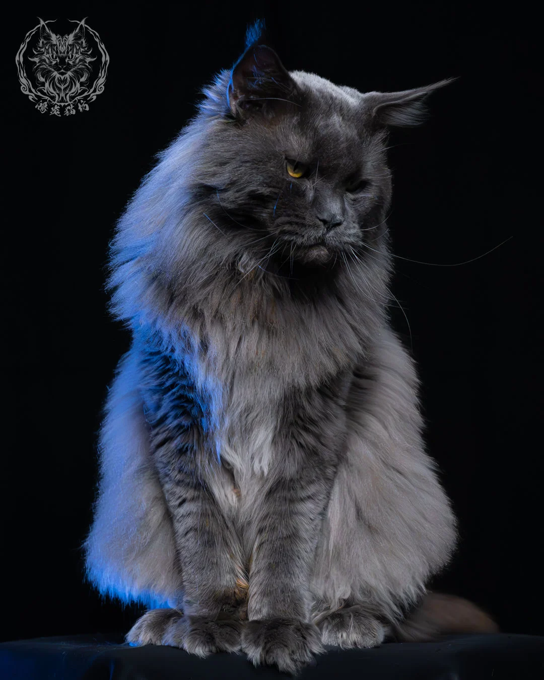 藍煙燻緬因貓 9