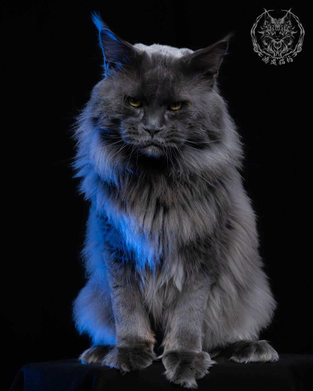 藍煙燻緬因貓 14