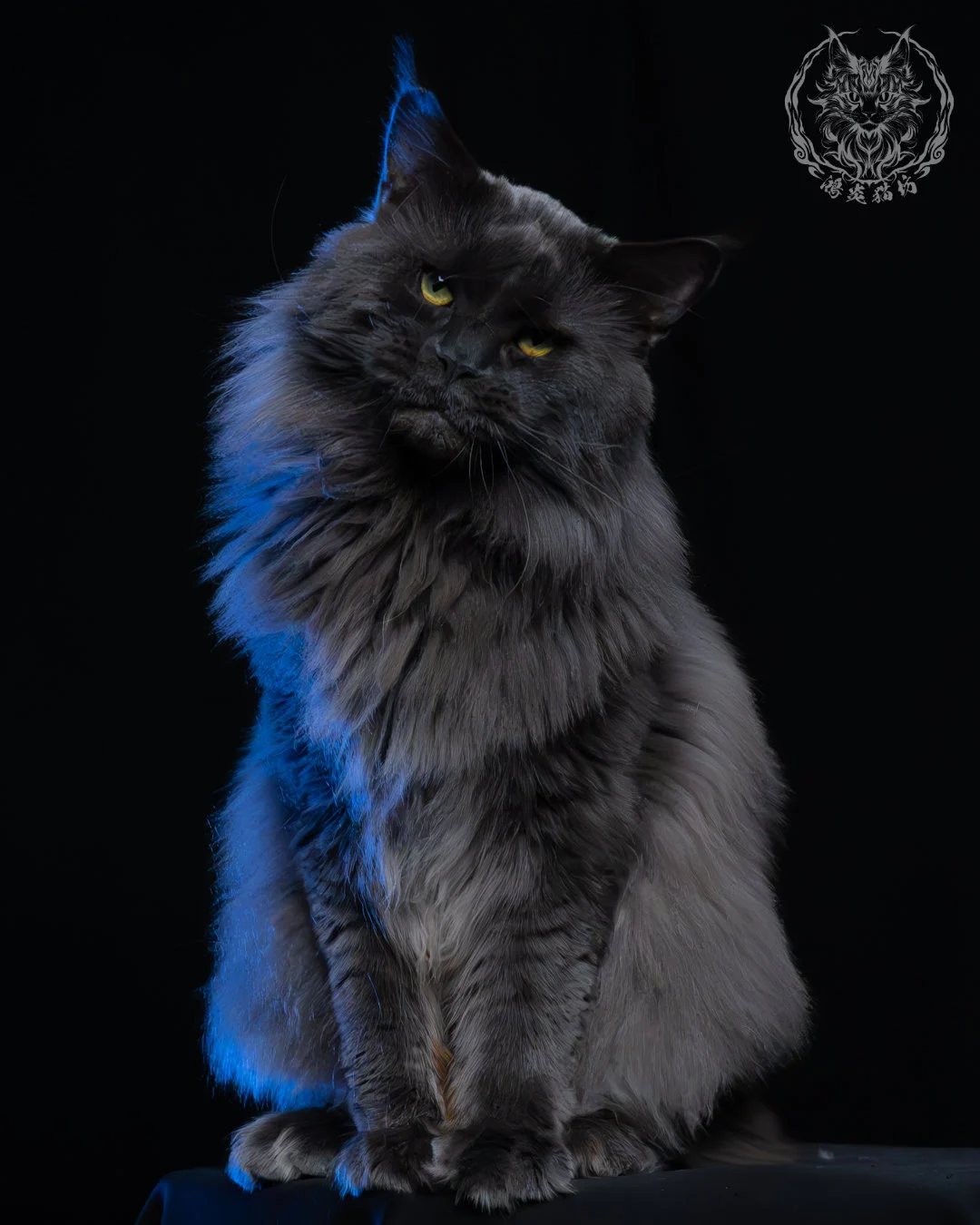 藍煙燻緬因貓 5