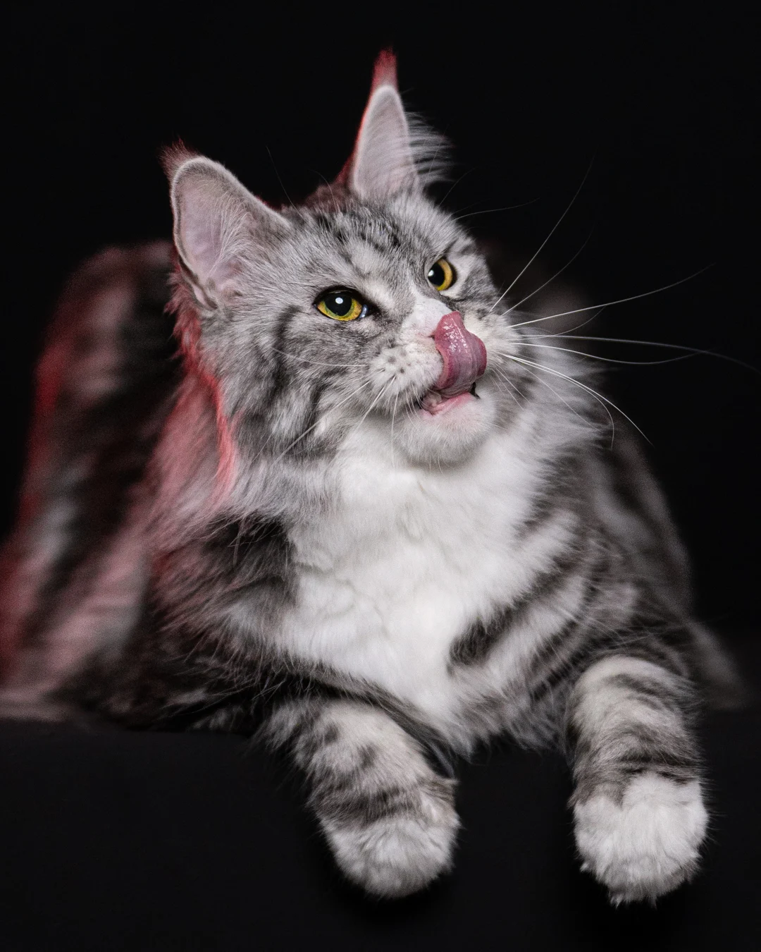 黑銀虎斑緬因貓 Black Silver Tabby Maine Coon 3years Cattery Taichung 9