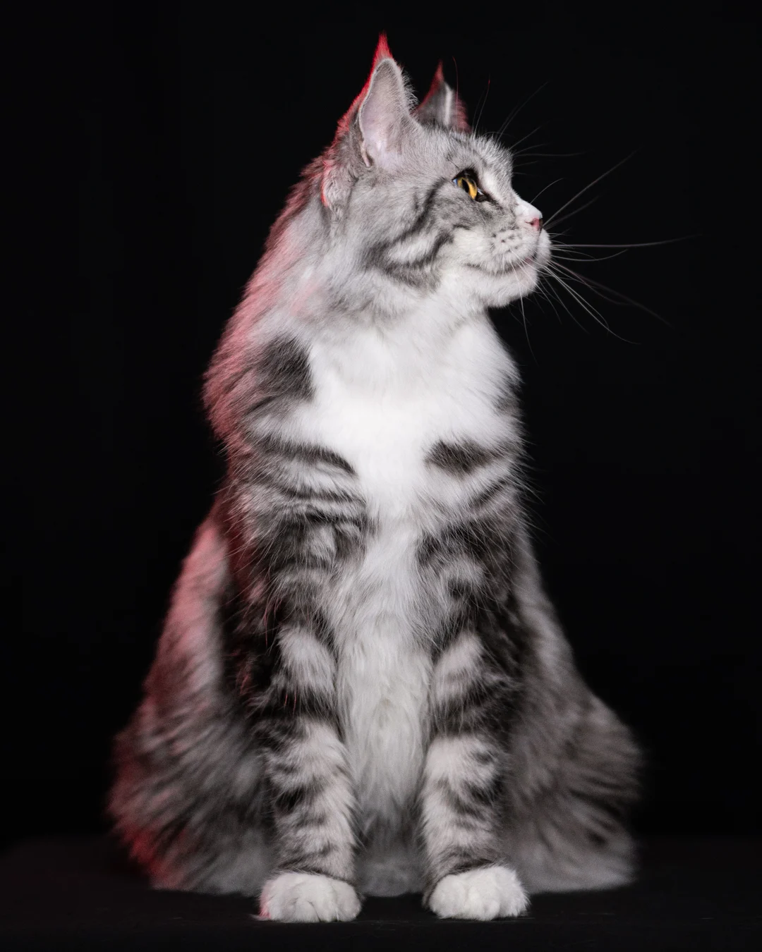 黑銀虎斑緬因貓 Black Silver Tabby Maine Coon 3years Cattery Taichung 10