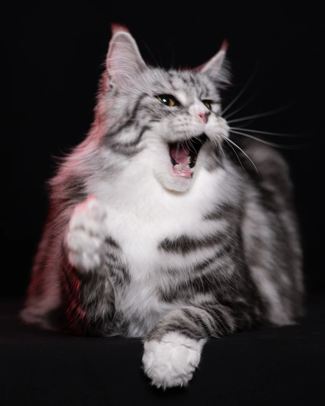 黑銀虎斑緬因貓 Black Silver Tabby Maine Coon 3years Cattery Taichung 3