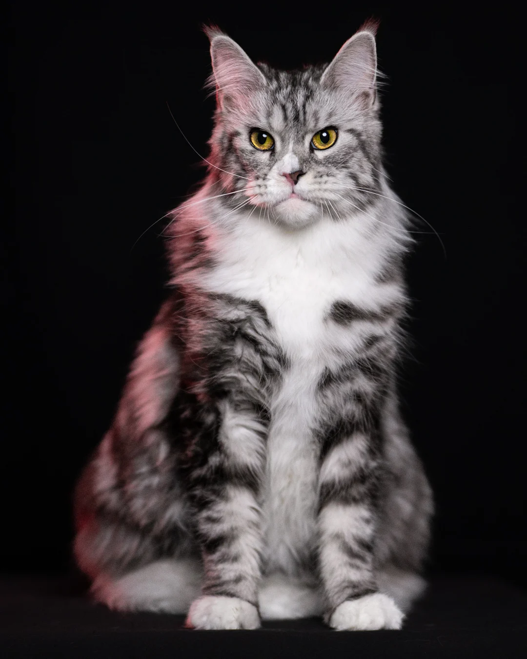 黑銀虎斑緬因貓 Black Silver Tabby Maine Coon 3years Cattery Taichung 8