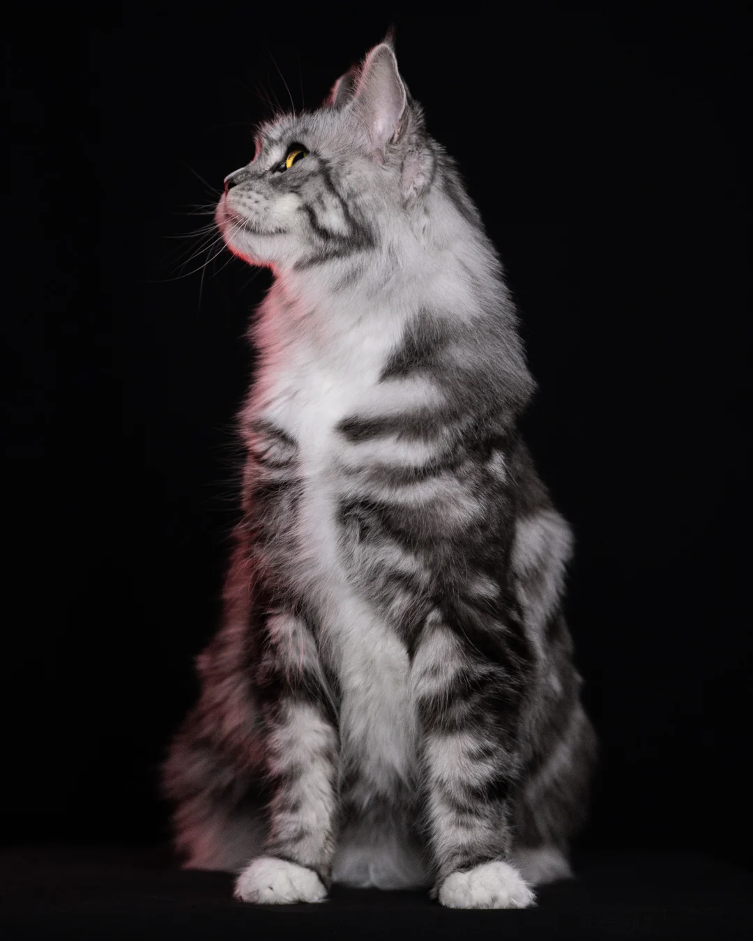 黑銀虎斑緬因貓 Black Silver Tabby Maine Coon 3years Cattery Taichung 1
