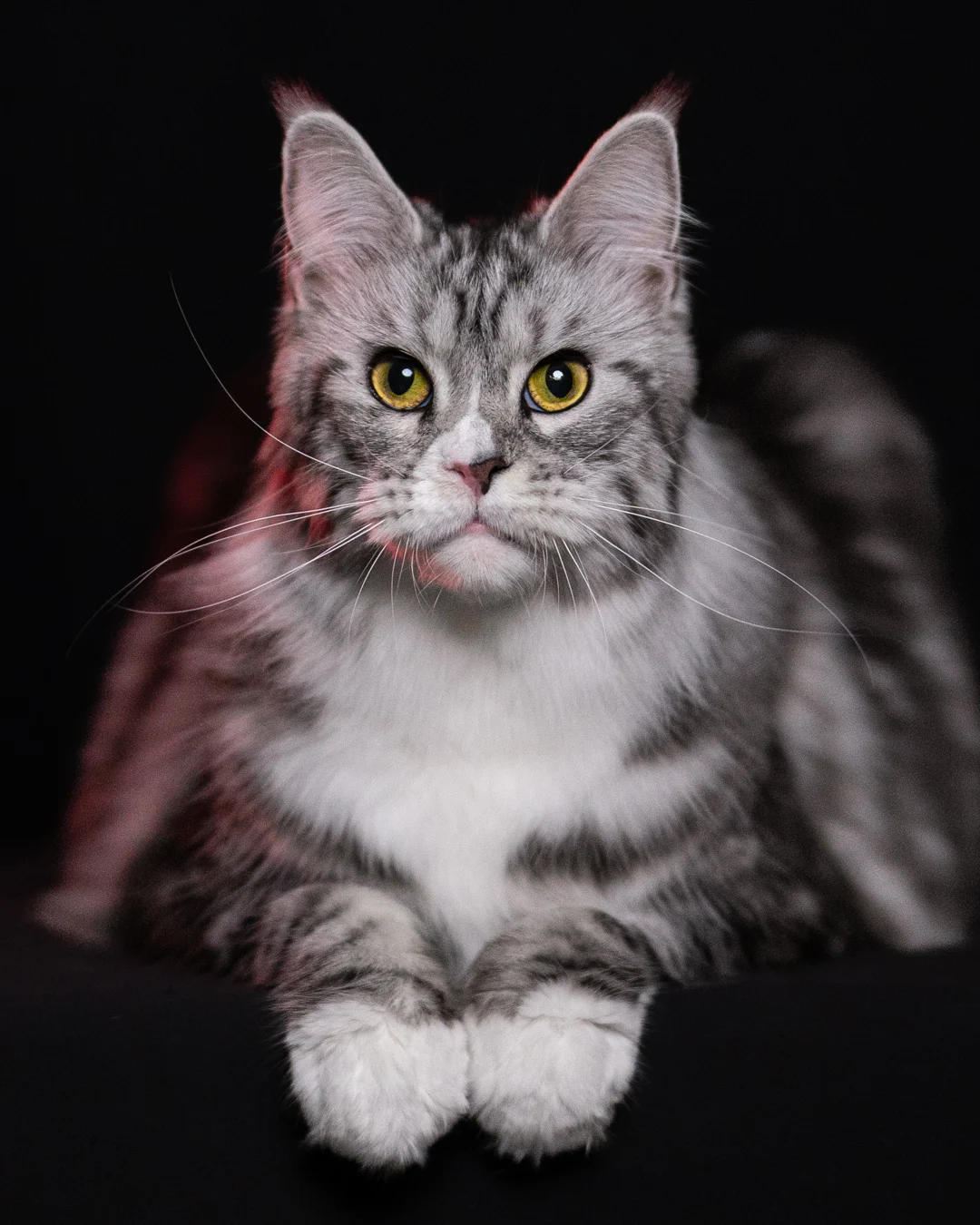 黑銀虎斑緬因貓 Black Silver Tabby Maine Coon 3years Cattery Taichung 4