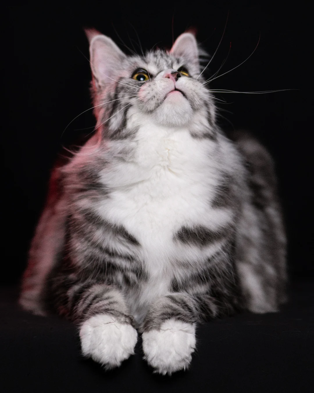 黑銀虎斑緬因貓 Black Silver Tabby Maine Coon 3years Cattery Taichung 2