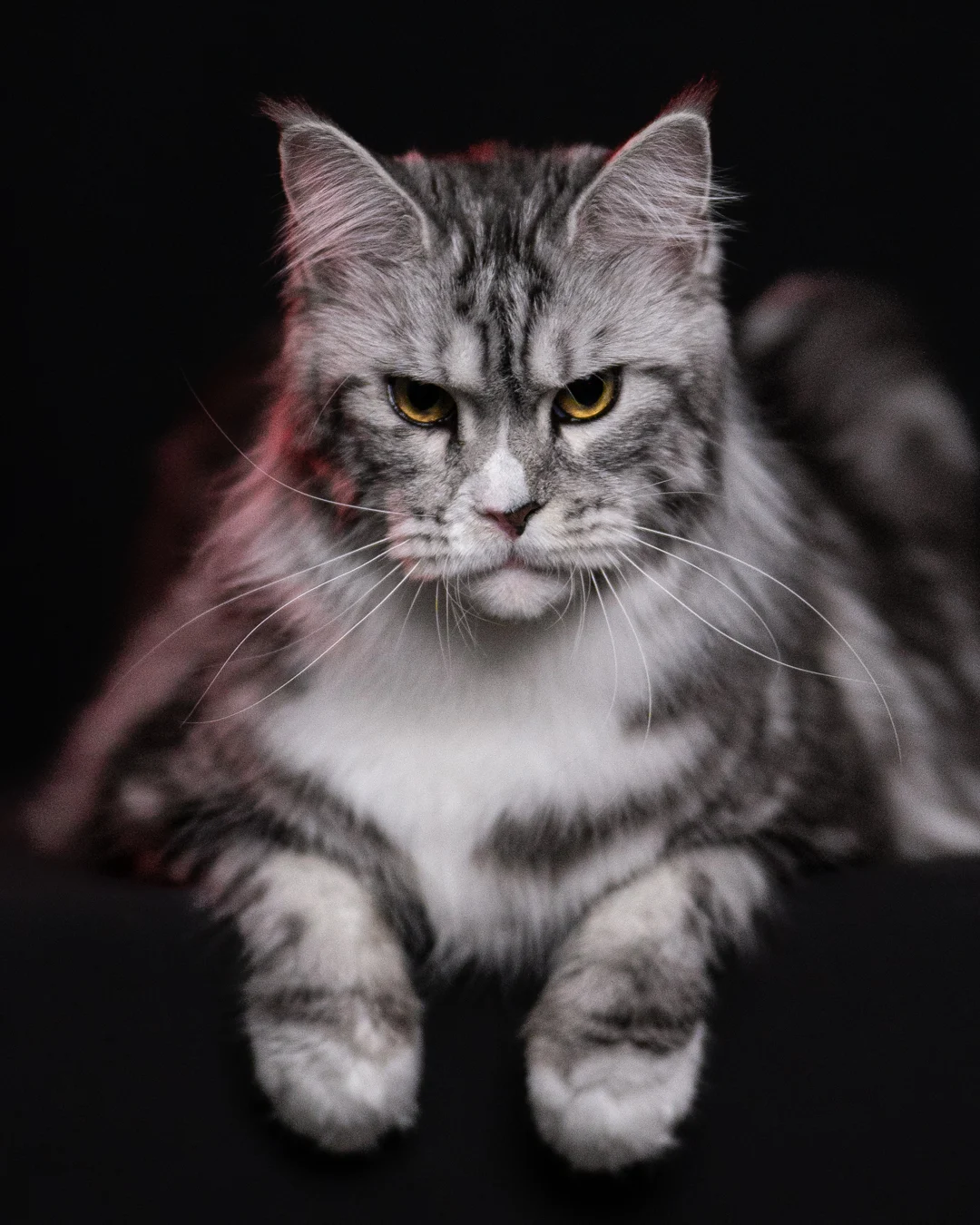 黑銀虎斑緬因貓 Black Silver Tabby Maine Coon 3years Cattery Taichung 7