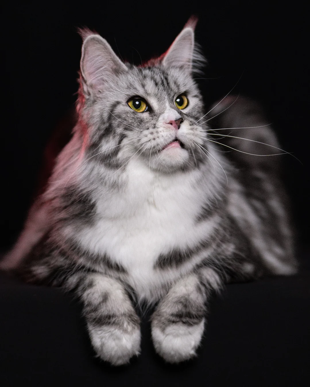 黑銀虎斑緬因貓 Black Silver Tabby Maine Coon 3years Cattery Taichung 5