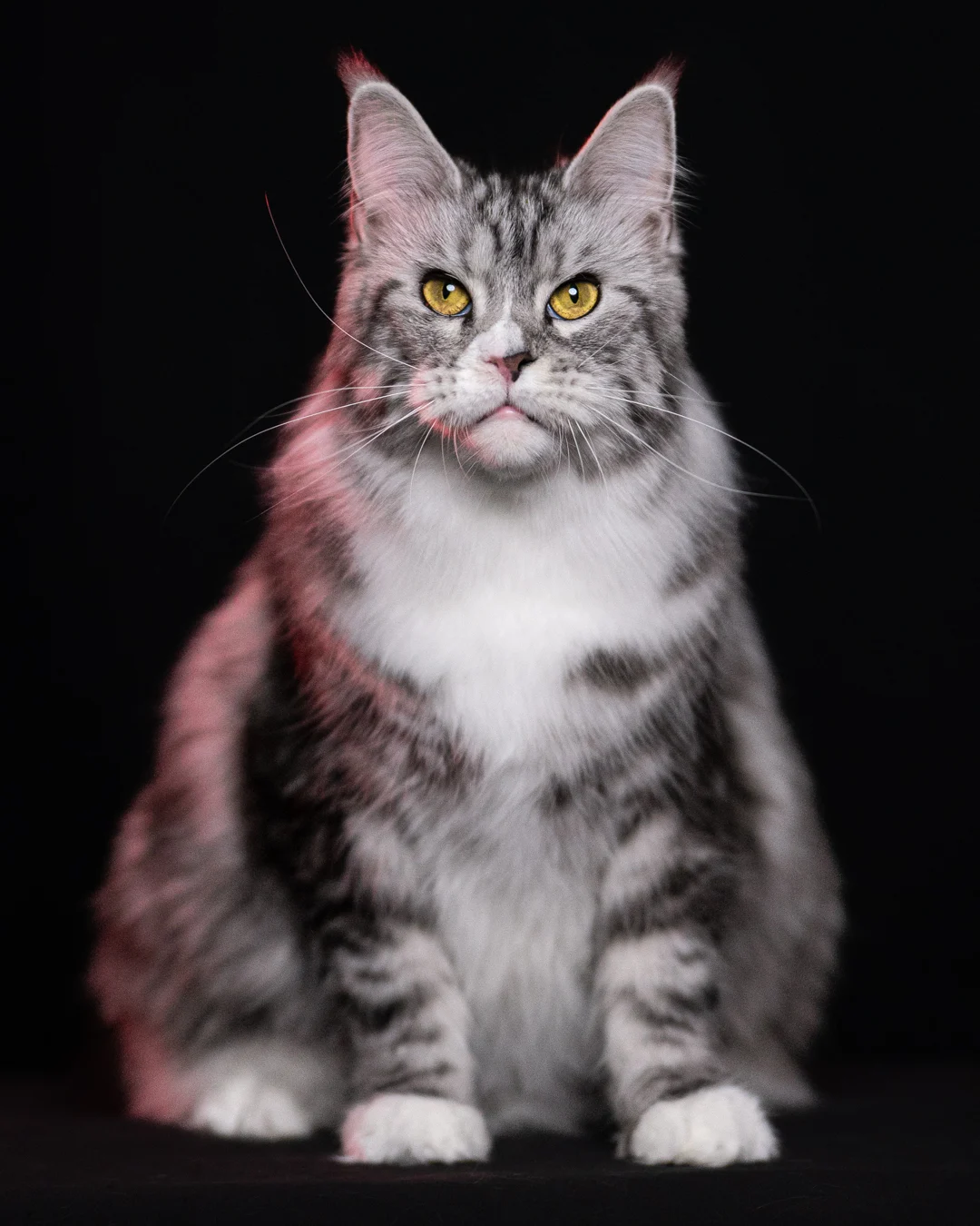 黑銀虎斑緬因貓 Black Silver Tabby Maine Coon 3years Cattery Taichung 12