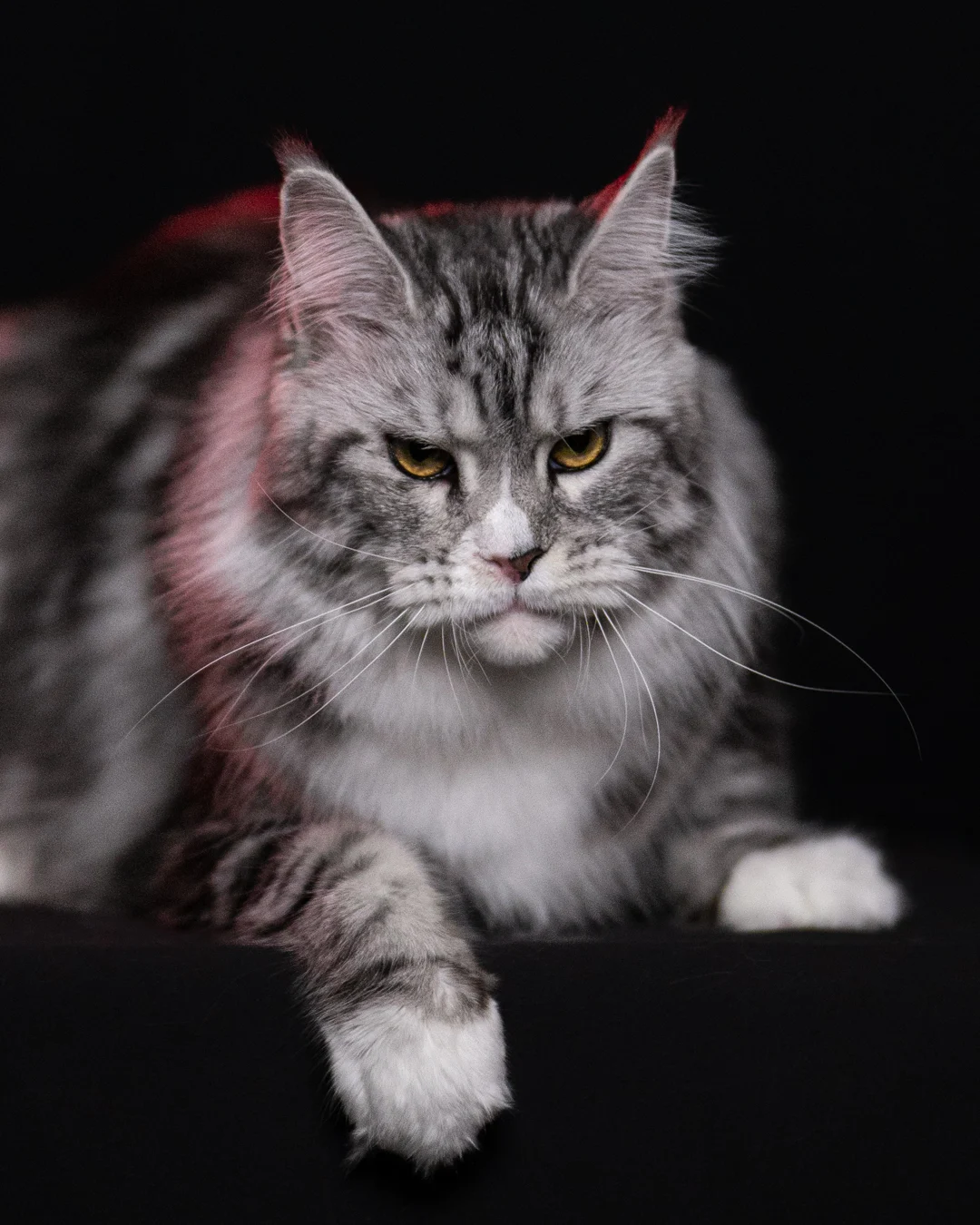 黑銀虎斑緬因貓 Black Silver Tabby Maine Coon 3years Cattery Taichung 11