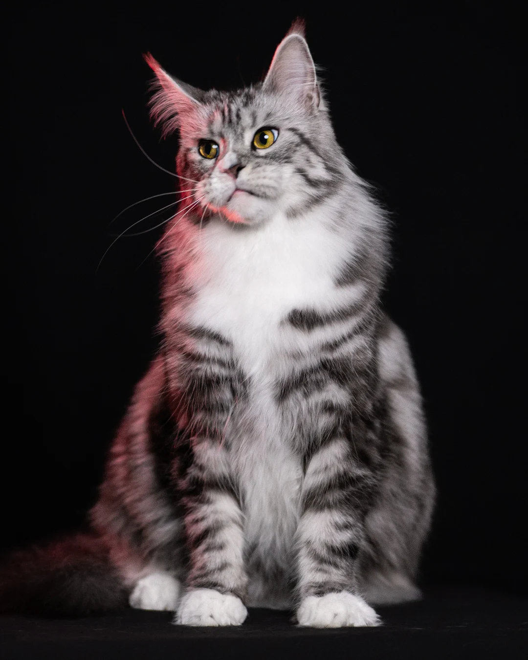 黑銀虎斑緬因貓 Black Silver Tabby Maine Coon 3years Cattery Taichung 16