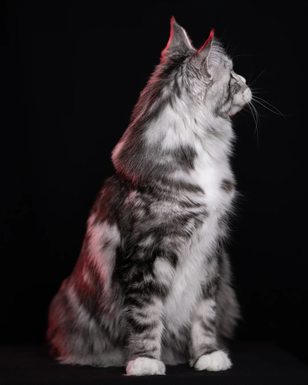 黑銀虎斑緬因貓 Black Silver Tabby Maine Coon 3years Cattery Taichung 14