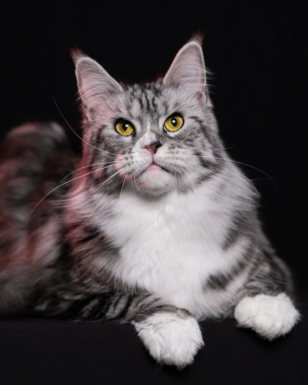 黑銀虎斑緬因貓 Black Silver Tabby Maine Coon 3years Cattery Taichung 15