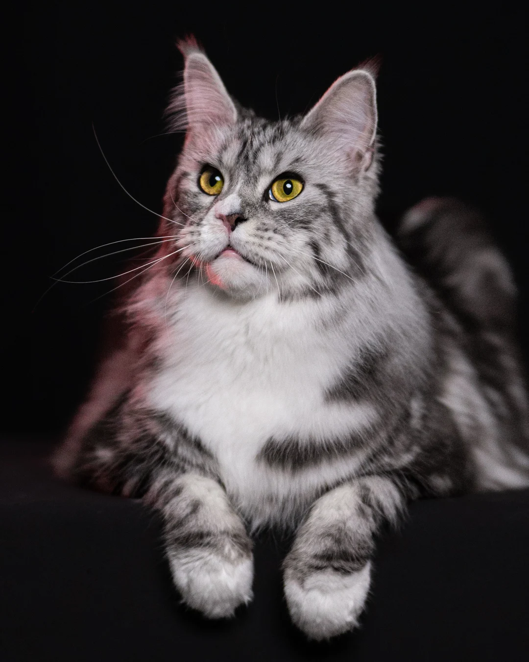 黑銀虎斑緬因貓 Black Silver Tabby Maine Coon 3years Cattery Taichung 6