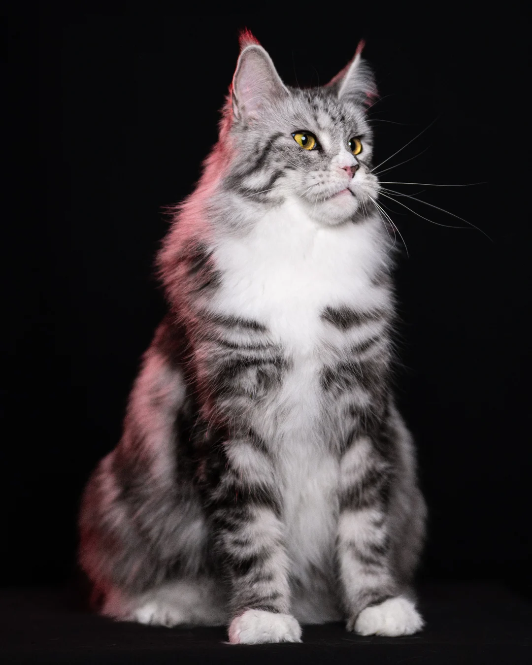 黑銀虎斑緬因貓 Black Silver Tabby Maine Coon 3years Cattery Taichung 13
