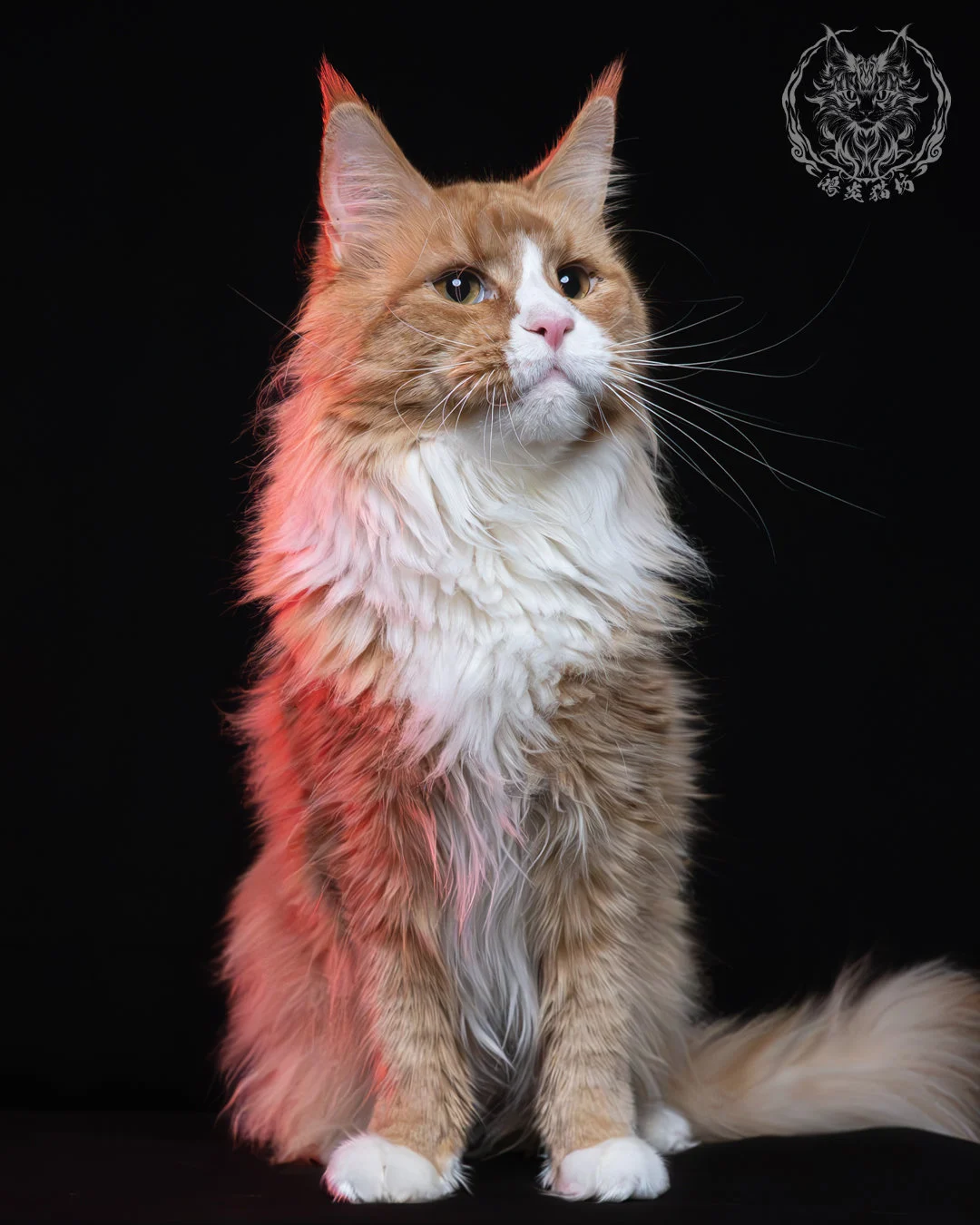 奶油虎斑緬因貓 1