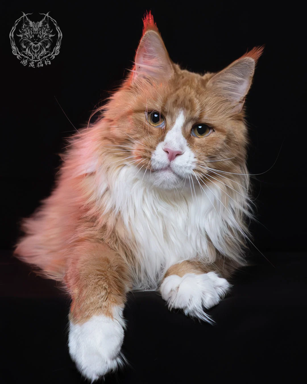 奶油虎斑緬因貓 6