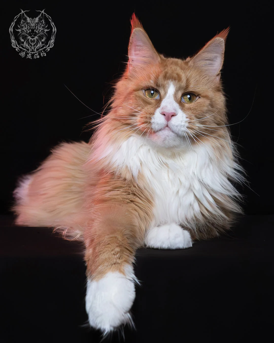 奶油虎斑緬因貓 7