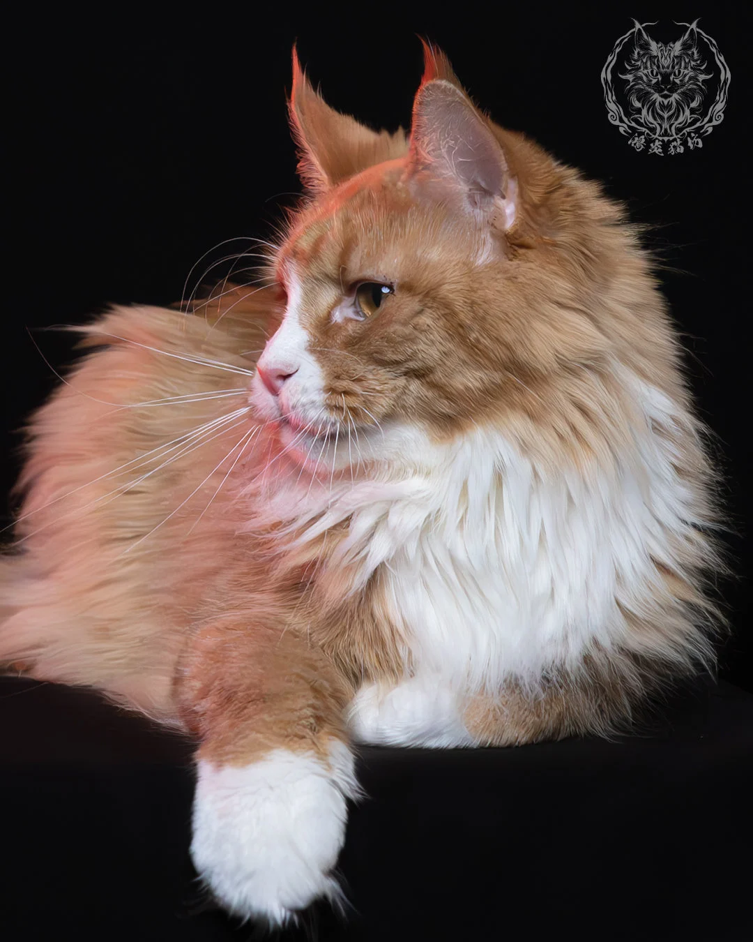 奶油虎斑緬因貓 5