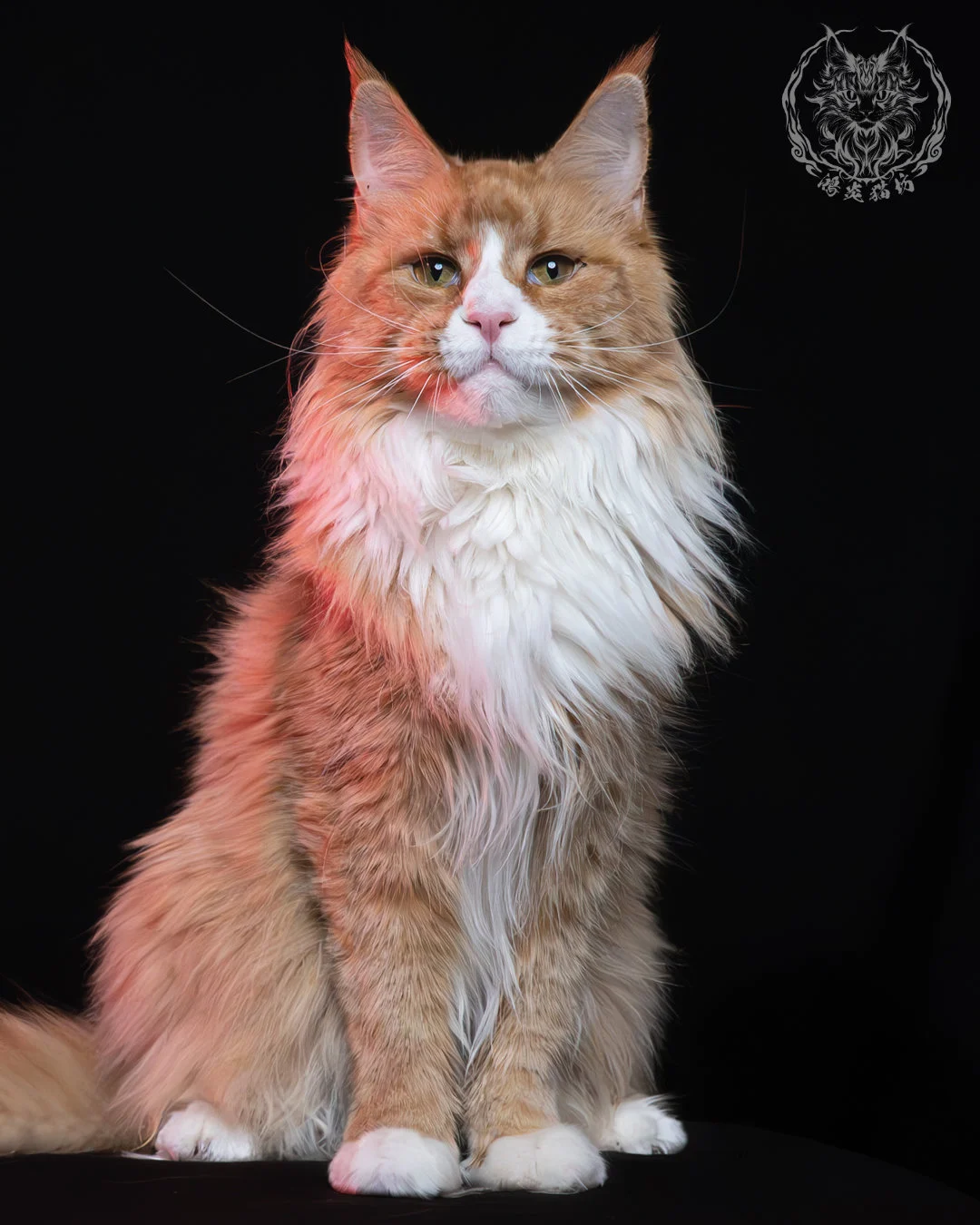 奶油虎斑緬因貓 4