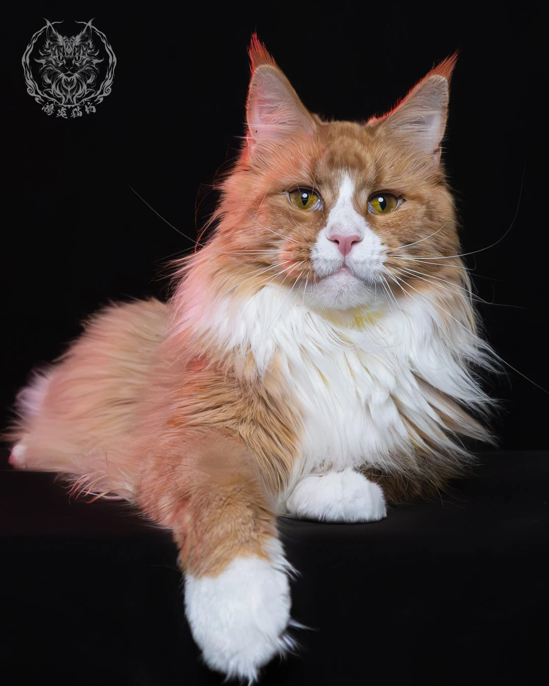 奶油虎斑緬因貓 8