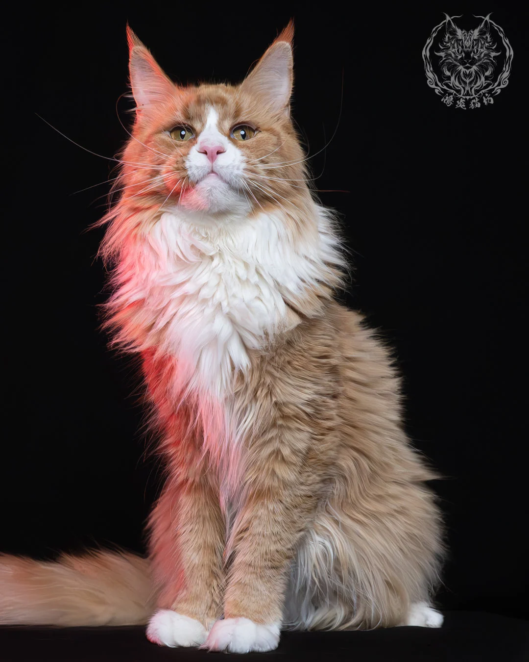 奶油虎斑緬因貓 3