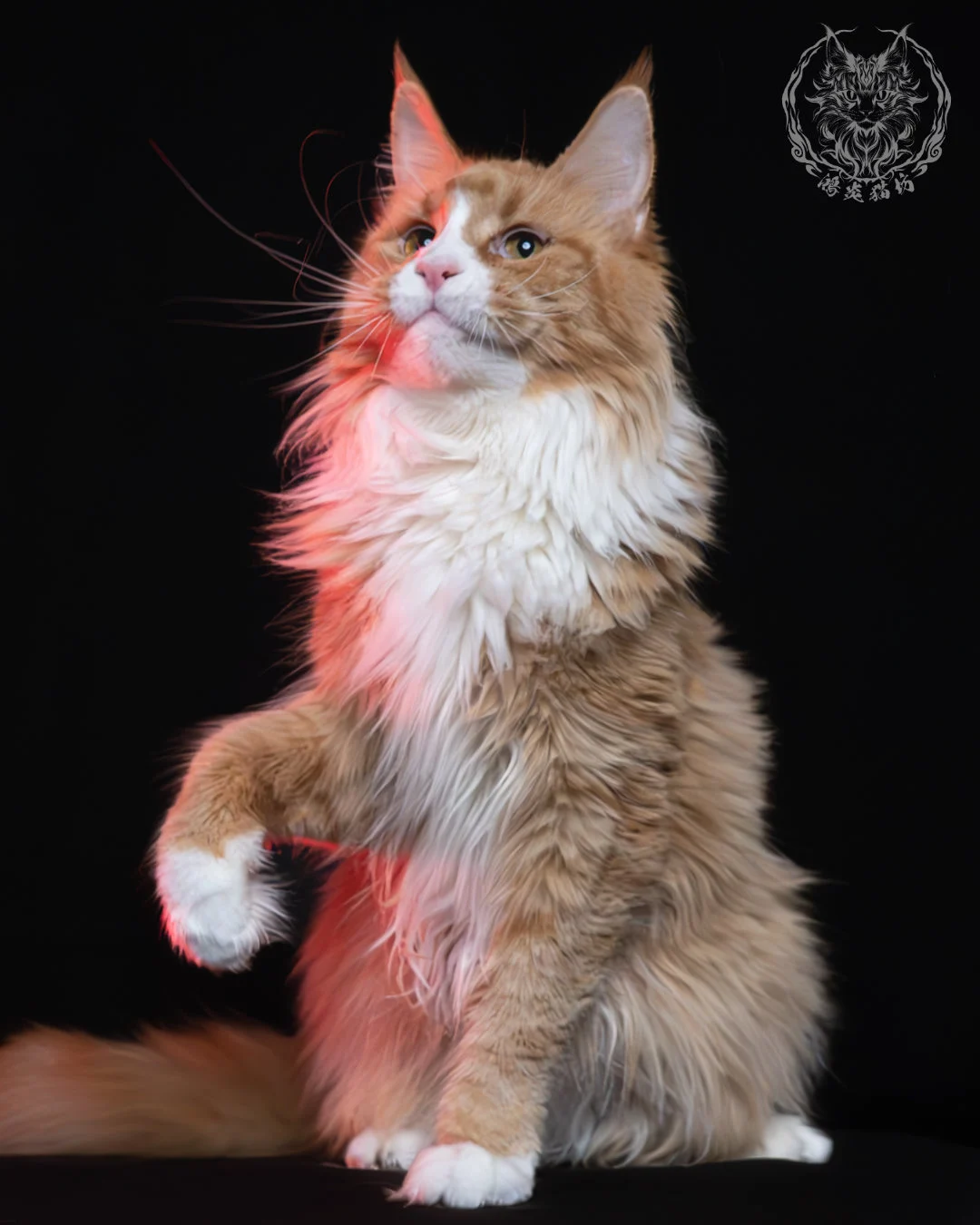 奶油虎斑緬因貓 2