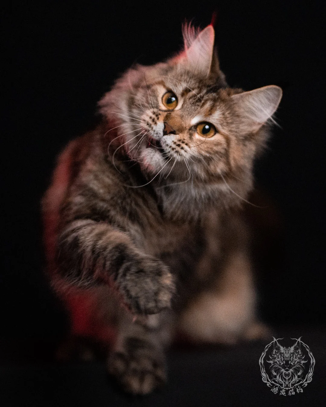 棕虎斑三花緬因貓 Brown Tabby Torbie Maine Coon 29months Closeup 26