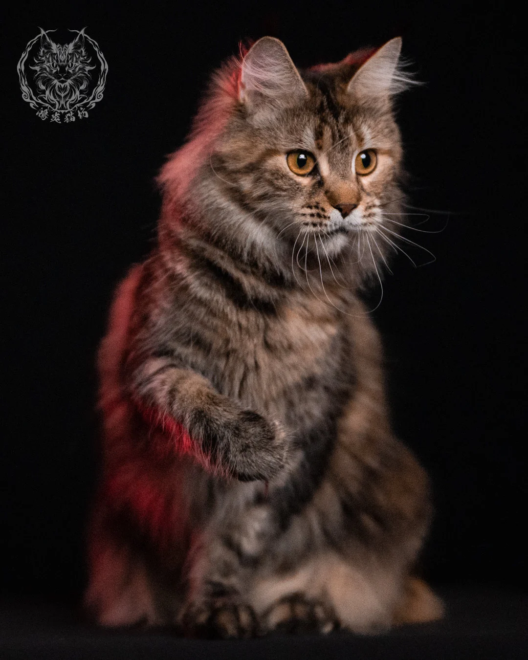 棕虎斑三花緬因貓 Brown Tabby Torbie Maine Coon 29months Closeup 21