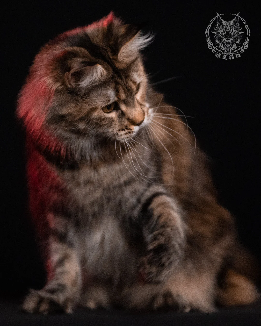 棕虎斑三花緬因貓 Brown Tabby Torbie Maine Coon 29months Closeup 20