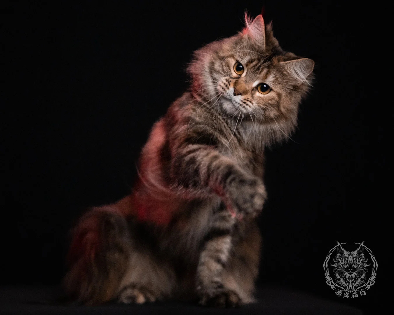 棕虎斑三花緬因貓 Brown Tabby Torbie Maine Coon 29months Closeup 30