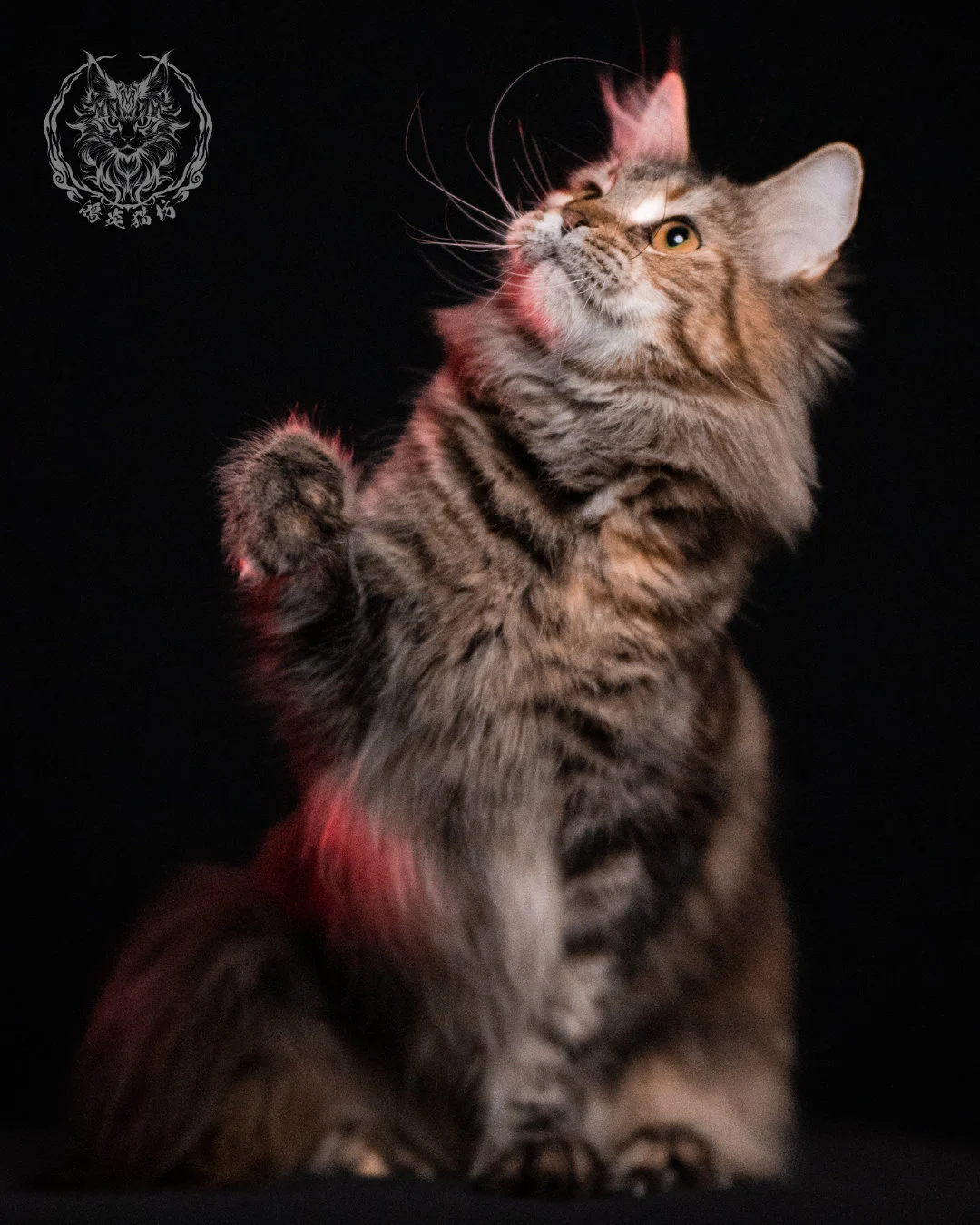 棕虎斑三花緬因貓 Brown Tabby Torbie Maine Coon 29months Closeup 10