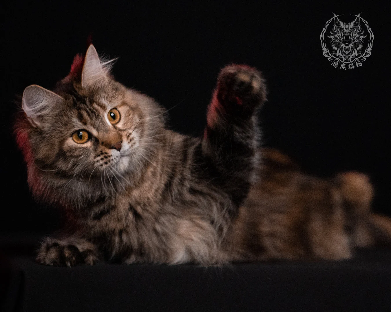 棕虎斑三花緬因貓 Brown Tabby Torbie Maine Coon 29months Closeup 37