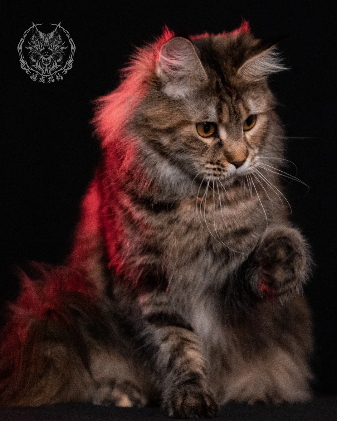 棕虎斑三花緬因貓 Brown Tabby Torbie Maine Coon 29months Closeup 2