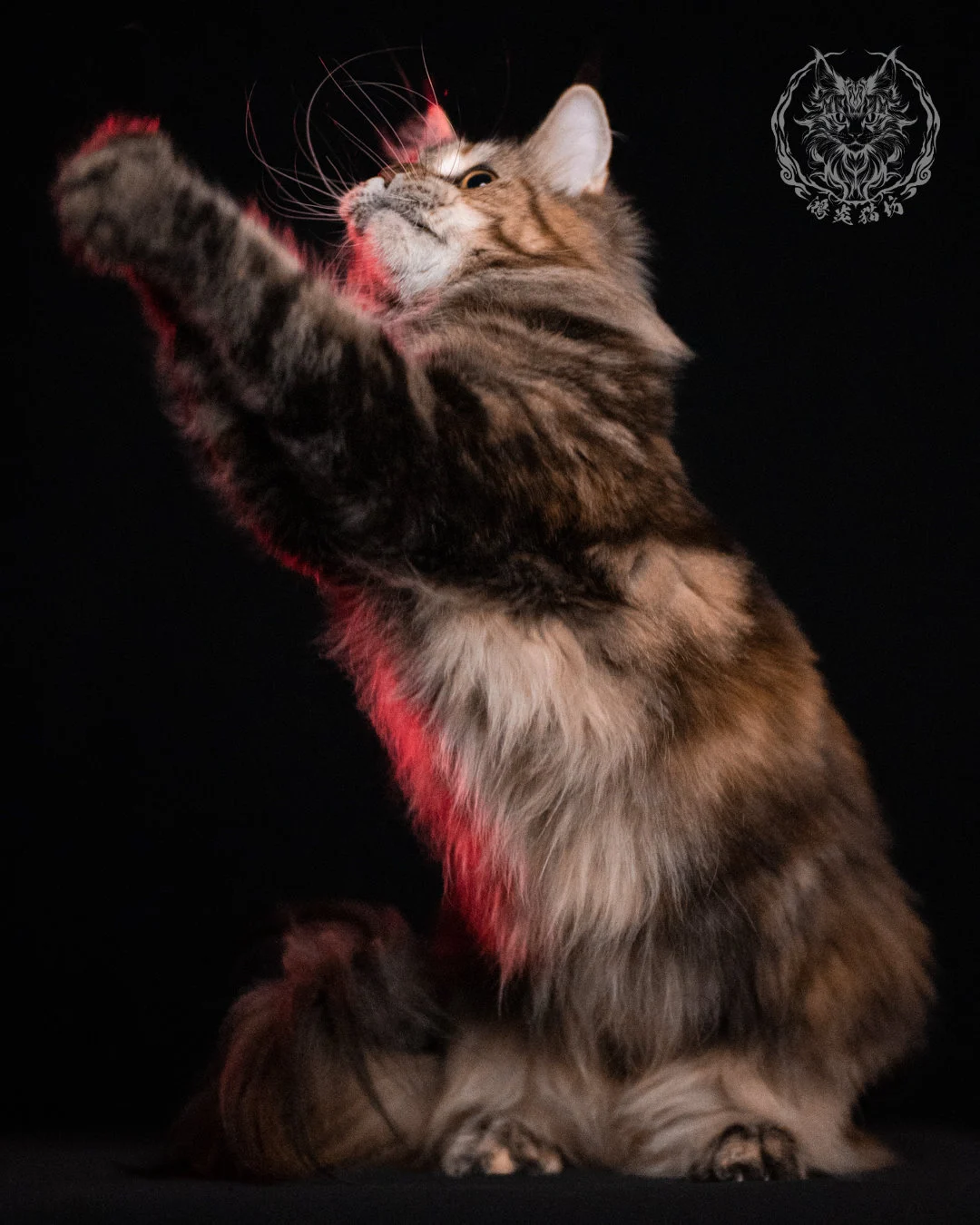 棕虎斑三花緬因貓 Brown Tabby Torbie Maine Coon 29months Closeup 15
