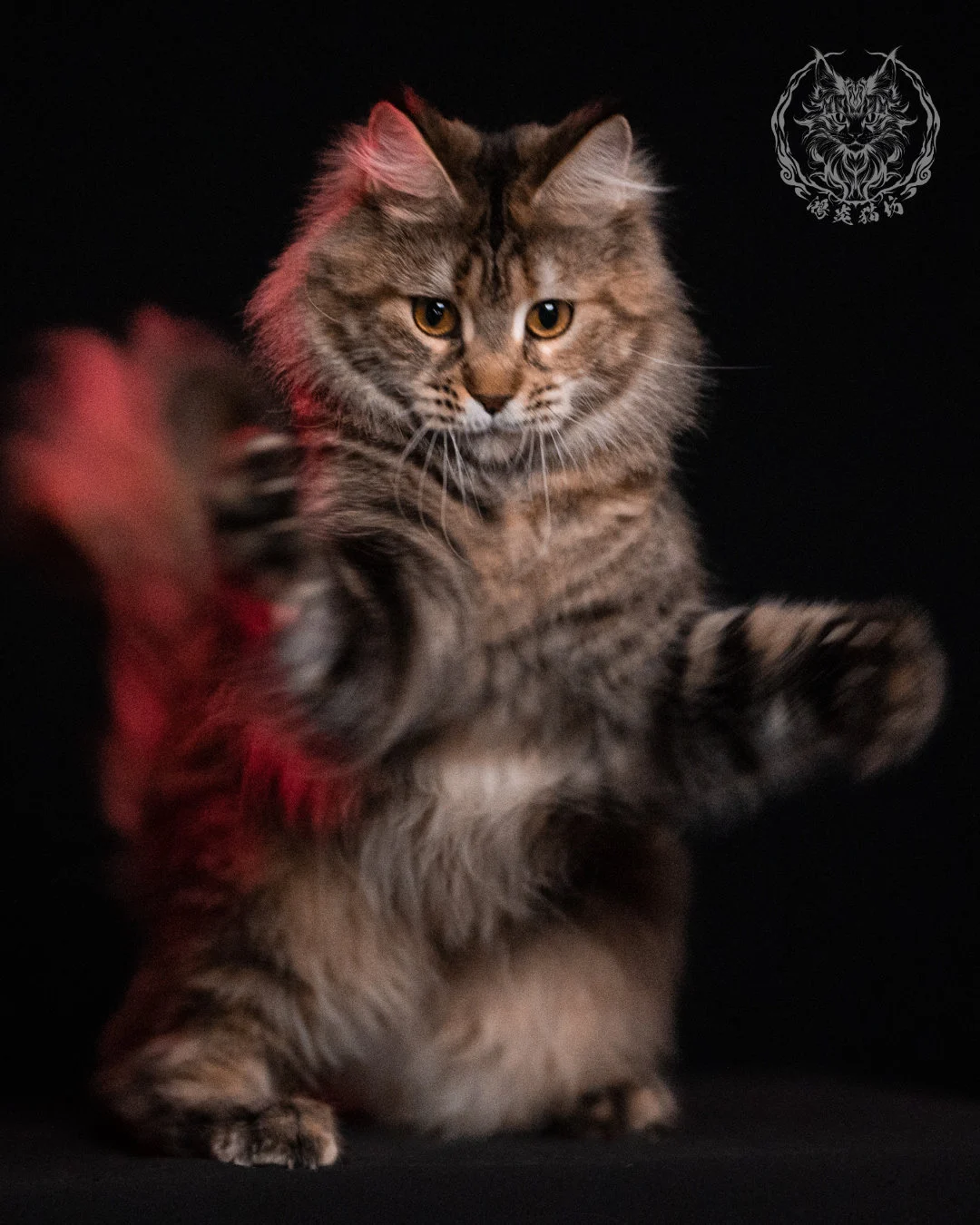 棕虎斑三花緬因貓 Brown Tabby Torbie Maine Coon 29months Closeup 27