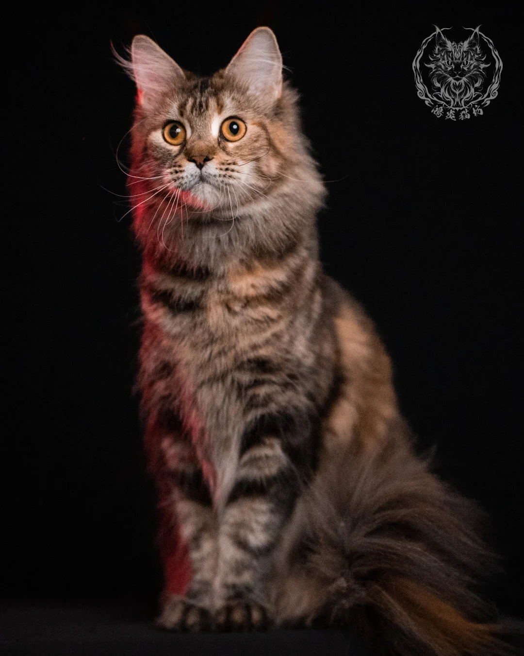 棕虎斑三花緬因貓 Brown Tabby Torbie Maine Coon 29months Closeup 17
