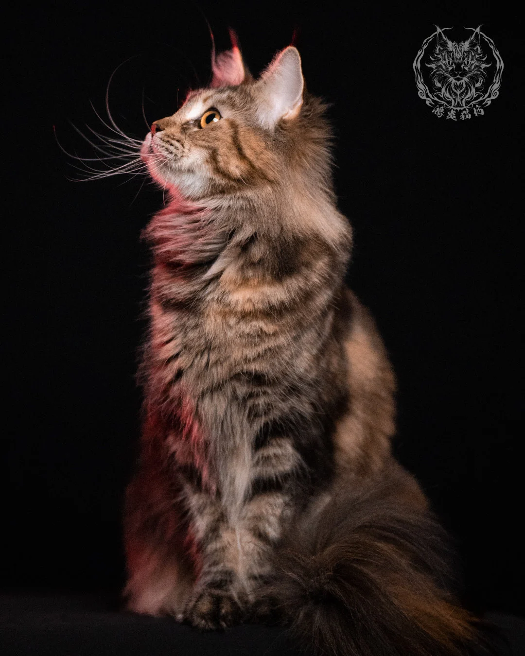 棕虎斑三花緬因貓 Brown Tabby Torbie Maine Coon 29months Closeup 18